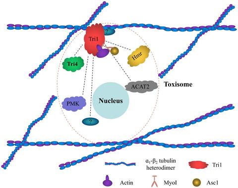 Microtubule Assisted Mechanism For Toxisome Assembly In Fusarium Graminearum Molecular Plant Pathology X Mol