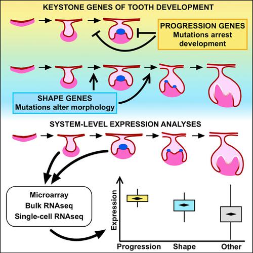 System‐level Analyses Of Keystone Genes Required For Mammalian Tooth ...