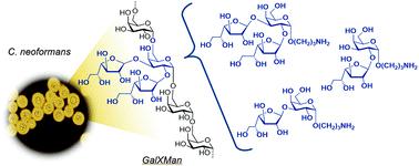 Synthesis And Conformational Analysis Of Vicinally Branched Trisaccharide B D Galf 1 2 B D Galf 1 3 A Galp From Cryptococcus Neoformans Galactoxylomannan Organic Biomolecular Chemistry X Mol