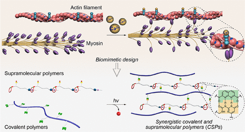 Muscle Mimetic Synergistic Covalent And Supramolecular Polymers