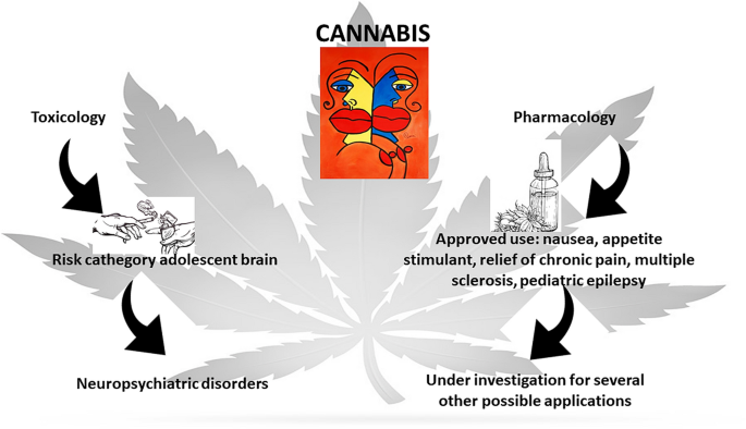 Therapeutic And Toxicological Aspects Of The Use Of Cannabis And ...