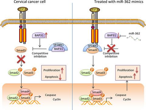 Mir 362 Suppresses Cervical Cancer Progression Via Directly Targeting Bap31 And Activating Tgfb Smad Pathway Cancer Medicine X Mol