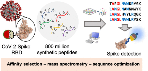 De Novo Discovery Of High-Affinity Peptide Binders For The SARS-CoV-2 ...