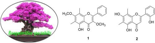 Cytotoxic Flavonoids From The Roots Of Bougainvillea Spectabilis Phytochemistry Letters X Mol