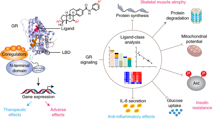 Glucocorticoid Receptor Signaling Pathway