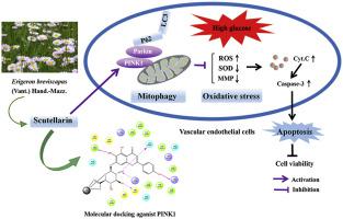 Scutellarin Ameliorates High Glucose Induced Vascular Endothelial Cells Injury By Activating Pink1 Parkin Mediated Mitophagy Journal Of Ethnopharmacology X Mol