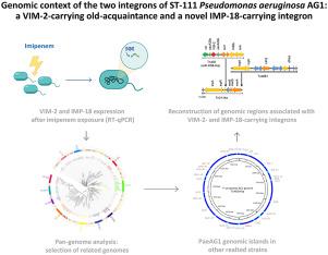 Genomic Context Of The Two Integrons Of St 111 Pseudomonas Aeruginosa Ag1 A Vim 2 Carrying Old Acquaintance And A Novel Imp 18 Carrying Integron Infection Genetics And Evolution X Mol