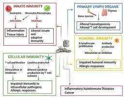 镉的免疫毒理学：免疫系统细胞作为镉毒性的靶标和效应子,Food and 