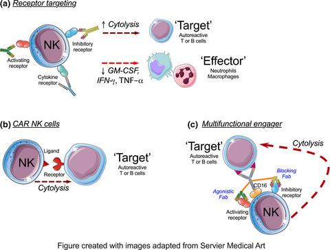 炎性自身免疫性疾病中的自然杀伤细胞 Clinical Translational Immunology X Mol