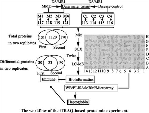基于itraq的硬膜组织定量蛋白质组学分析显示上调的亲珠蛋白是烟雾病的潜在生物标志物 Current Proteomics X Mol