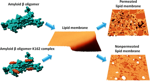 Inhibition Of Amyloid B Induced Lipid Membrane Permeation And Amyloid B Aggregation By K162 Acs Chemical Neuroscience X Mol