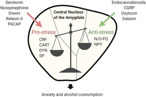 A Balancing Act The Role Of Pro And Anti Stress Peptides Within The Central Amygdala In Anxiety And Alcohol Use Disorders Journal Of Neurochemistry X Mol