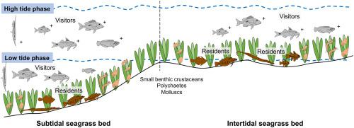 Tropical Intertidal Seagrass Beds As Fish Habitat Similarities Between Fish Assemblages Of Intertidal And Subtidal Seagrass Beds In The Philippines Estuarine Coastal And Shelf Science X Mol