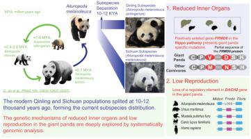 Chromosome Scale Genomes Provide New Insights Into Subspecies Divergence And Evolutionary Characteristics Of The Giant Panda Science Bulletin X Mol