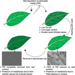 Impact Of Particulate Matter On Primary Leaves Of Vigna Radiata L R Wilczek Ecotoxicology And Environmental Safety X Mol