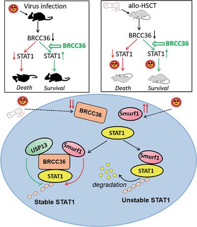 BRCC36 functions noncatalytically to promote antiviral response by 