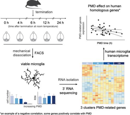 The Effects Of Postmortem Delay On Mouse And Human Microglia Gene Expression Glia X Mol