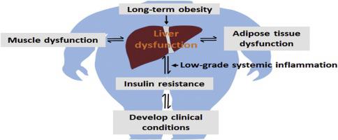 Adipose Tissue And Insulin Resistance In Obese Biomedicine Pharmacotherapy X Mol