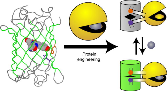 Structure- And Mechanism-guided Design Of Single Fluorescent Protein ...