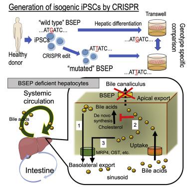 Modeling Human Bile Acid Transport And Synthesis In Stem Cell Derived Hepatocytes With A Patient Specific Mutation Stem Cell Reports X Mol