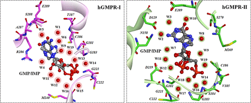 Unraveling a Conserved Conformation of the FG Loop upon the Binding of  Natural Ligands to the Human and Murine PD1