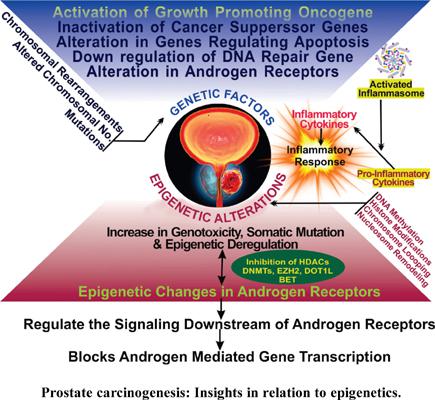 前列腺癌的发生 与表观遗传学和炎症有关的见解 Endocrine Metabolic Immune Disorders Drug Targets X Mol