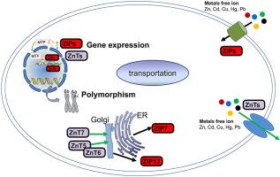 Accumulation Of Different Metals In Oyster Crassostrea Gigas Significance And Specificity Of Slc39a Zip And Slc30a Znt Gene Families And Polymorphism Variation Environmental Pollution X Mol