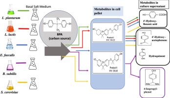 Bisphenol A Removal And Degradation Pathways In Microorganisms With ...