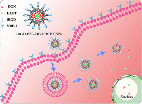 Targeted Delivery Of Dual Anticancer Drugs Based On Self-Assembled IRGD ...