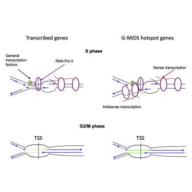 Persistence Of Rna Transcription During Dna Replication Delays Duplication Of Transcription