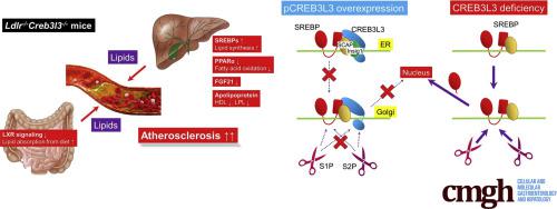肠肝转录因子CREB3L3通过SREBP竞争性抑制作用保护动脉粥样硬化 