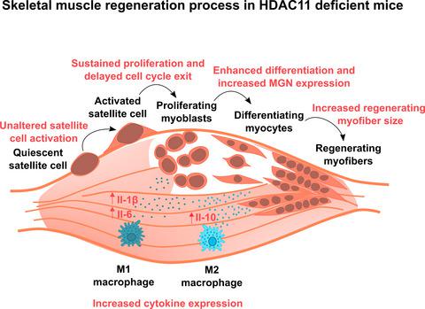 Loss Of Hdac11 Accelerates Skeletal Muscle Regeneration In Mice The Febs Journal X Mol