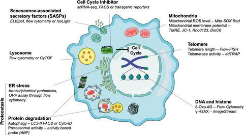 Hallmarks And Detection Techniques Of Cellular Senescence And Cellular ...