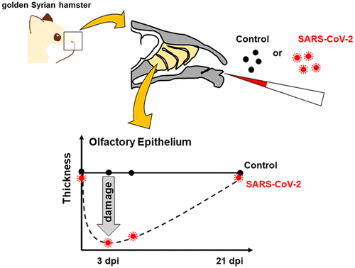 Sars Cov 2感染金黄叙利亚仓鼠后嗅上皮的再生特征 Acs Chemical Neuroscience X Mol