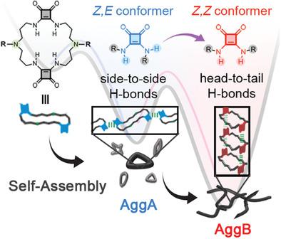 Z / E异构现象对基于方胺的大环化合物通路复杂性的影响,Small - X-MOL