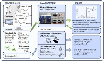 Presence Of Ss N Methylamino L Alanine In Cyanobacteria And Aquatic Organisms From Waters Of Northern Poland Bmaa Toxicity Studies Toxicon X Mol
