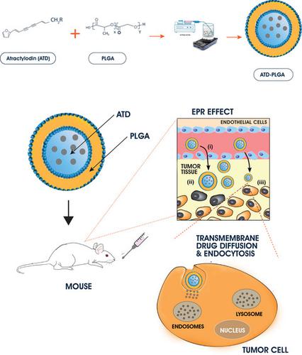 PLGA纳米颗粒包裹的苍术素在胆管癌中的口服生物利用度和生物分布增强 