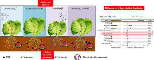 Biochar And Fertilizer Improved The Growth And Quality Of The Ice Plant Mesembryanthemum Crystallinum L Shoots In A Coastal Soil Of Yellow River Delta China Science Of The Total Environment X Mol