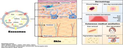 外泌体在皮肤科和皮肤医学美学中的新机制和应用,Pharmacological 