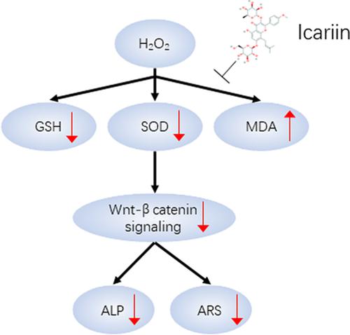 Protection Of Icariin Against Hydrogen Peroxide Induced Mc3t3 E1 Cell Oxidative Damage Orthopaedic Surgery X Mol