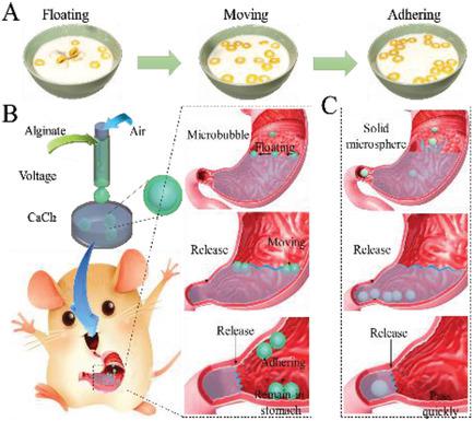 Cheerios Effect Inspired Microbubbles As Suspended And Adhered Oral Delivery Systems Advanced Science X Mol