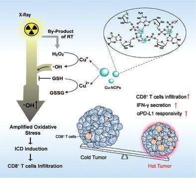 铜基纳米级配位聚合物增强了肿瘤放射免疫疗法的免疫原性细胞死亡诱导和t细胞浸润 Small X Mol