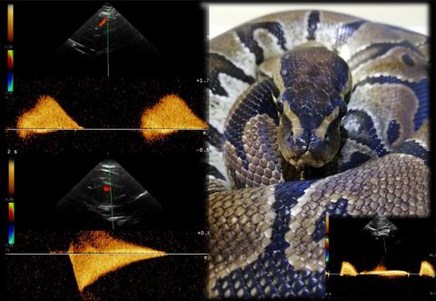 Two Dimensional And Doppler Echocardiographic Evaluation In Twenty One Healthy Python Regius Veterinary Medicine And Science X Mol