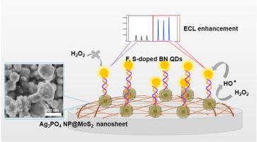 Ag3po4 Np Mos2 Nanosheet Enhanced F S Doped Bn Quantum Dot Electrochemiluminescence Biosensor For K Ras Tumor Gene Detection Talanta X Mol