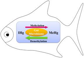 海水鱼类肠道 Em 菌群 Em 在汞生物转化中的作用 Environmental Pollution X Mol