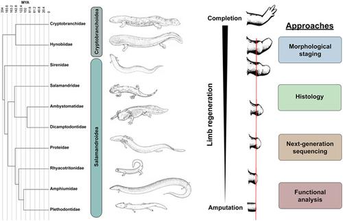 Towards Comparative Analyses Of Salamander Limb Regeneration,Journal Of ...