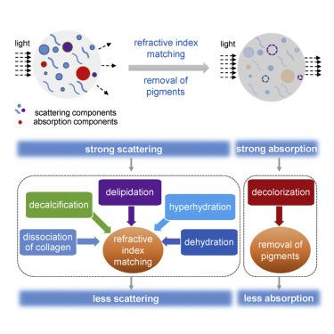 组织光学清除的物理和化学机制,iScience - X-MOL