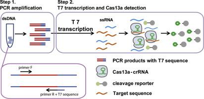 Highly Sensitive And Specific Detection Of Hepatitis B Virus Dna And Drug Resistance Mutations Utilizing The Pcr Based Crispr Cas13a System Clinical Microbiology And Infection X Mol