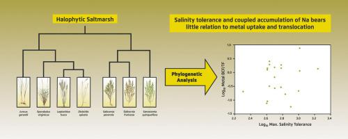 Global patterns of accumulation and partitioning of metals in ...