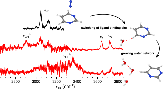 Microhydration Of Ionized Building Blocks Of Dna Rna Infrared Spectra Of Pyrimidine Hbox H 2 Hbox O Text 1 3 H 2 O 1 3 Clusters The European Physical Journal D X Mol